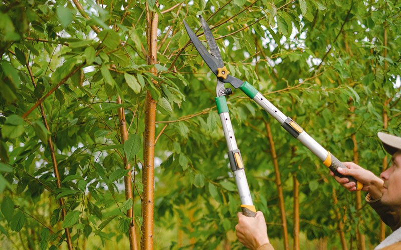 Tree trimming in Napavine, WA